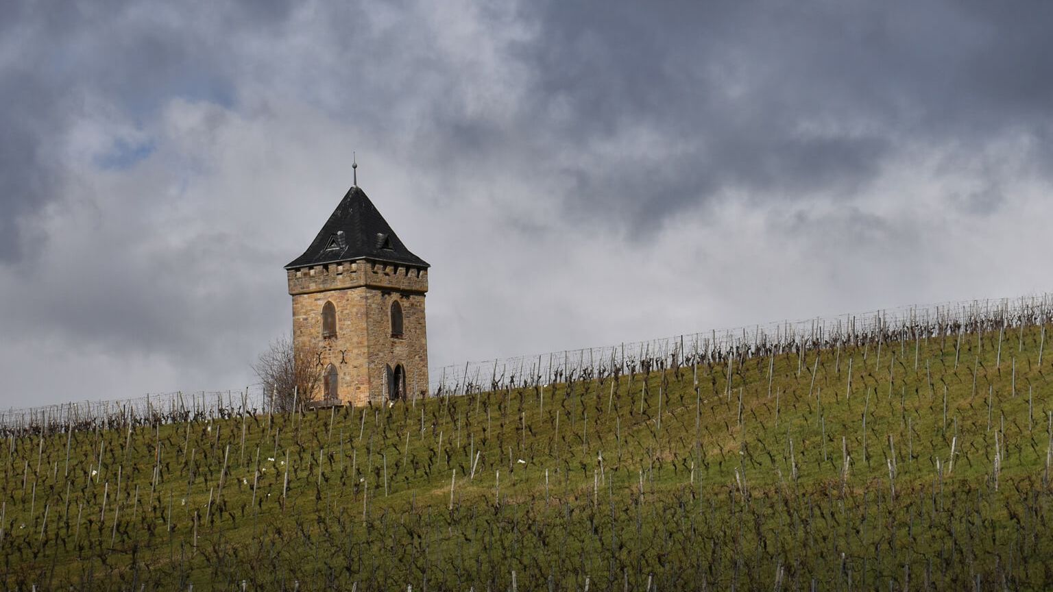 Blick auf den Schiefen Turm von Alzey mit Weinstoecken im Vordergrund